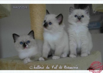 chatons mâles - portée Ginger - 6 semaines - Chatterie Ragdolls du Val de Beauvoir